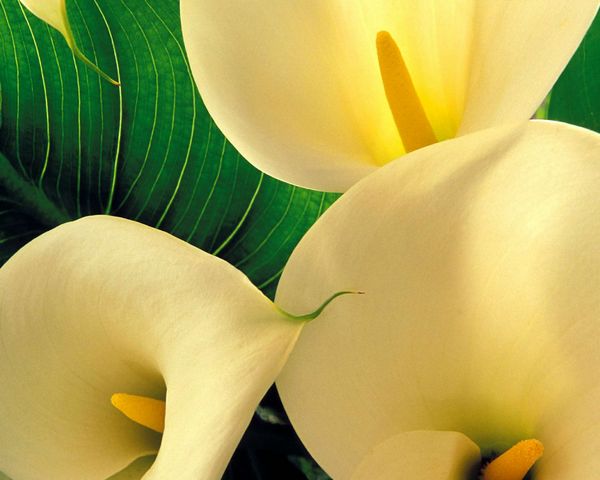 Lilies Set 10 - 67 x A4 Pages to Download